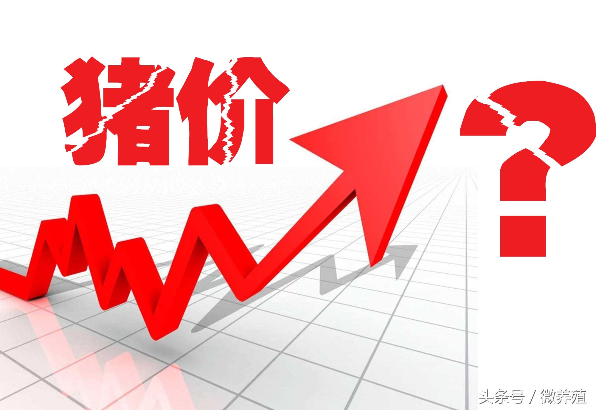 今日猪价行情探索，寻找价格的平稳之旅