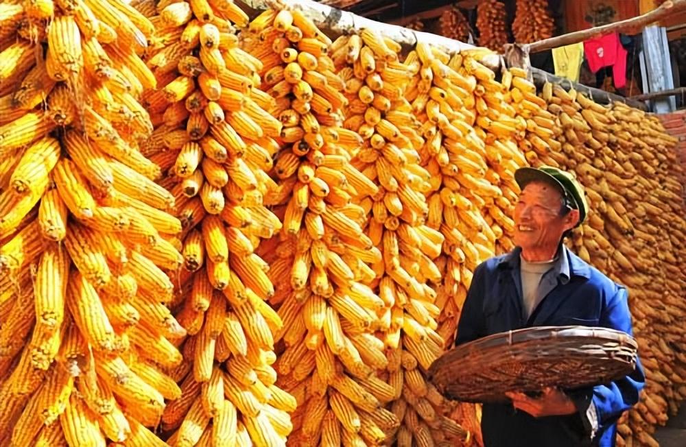 小麦最新行情分析与励志之旅揭秘
