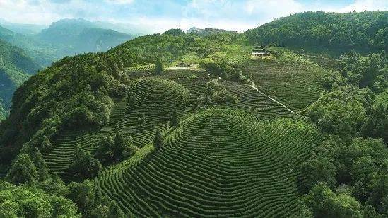 重庆茶园最新动态及其对一个观点的影响分析