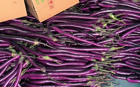茄子价格最新行情走势分析与预测📈