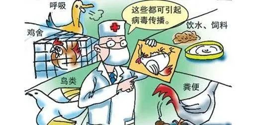 最新禽流感，你需要知道的关键信息🦆🔥