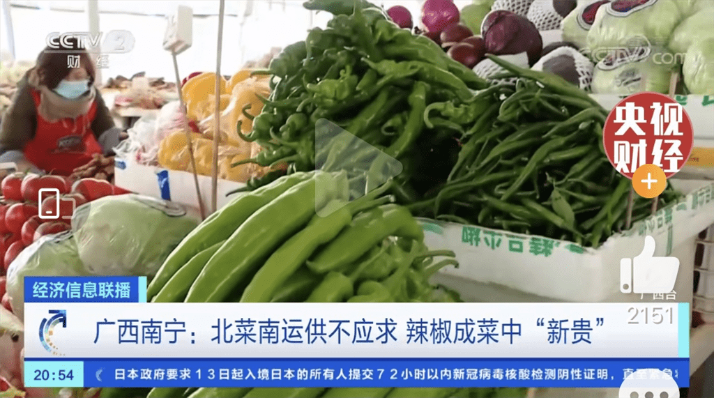 线椒价格最新行情揭秘，一场绿色旅行的内心平静之旅