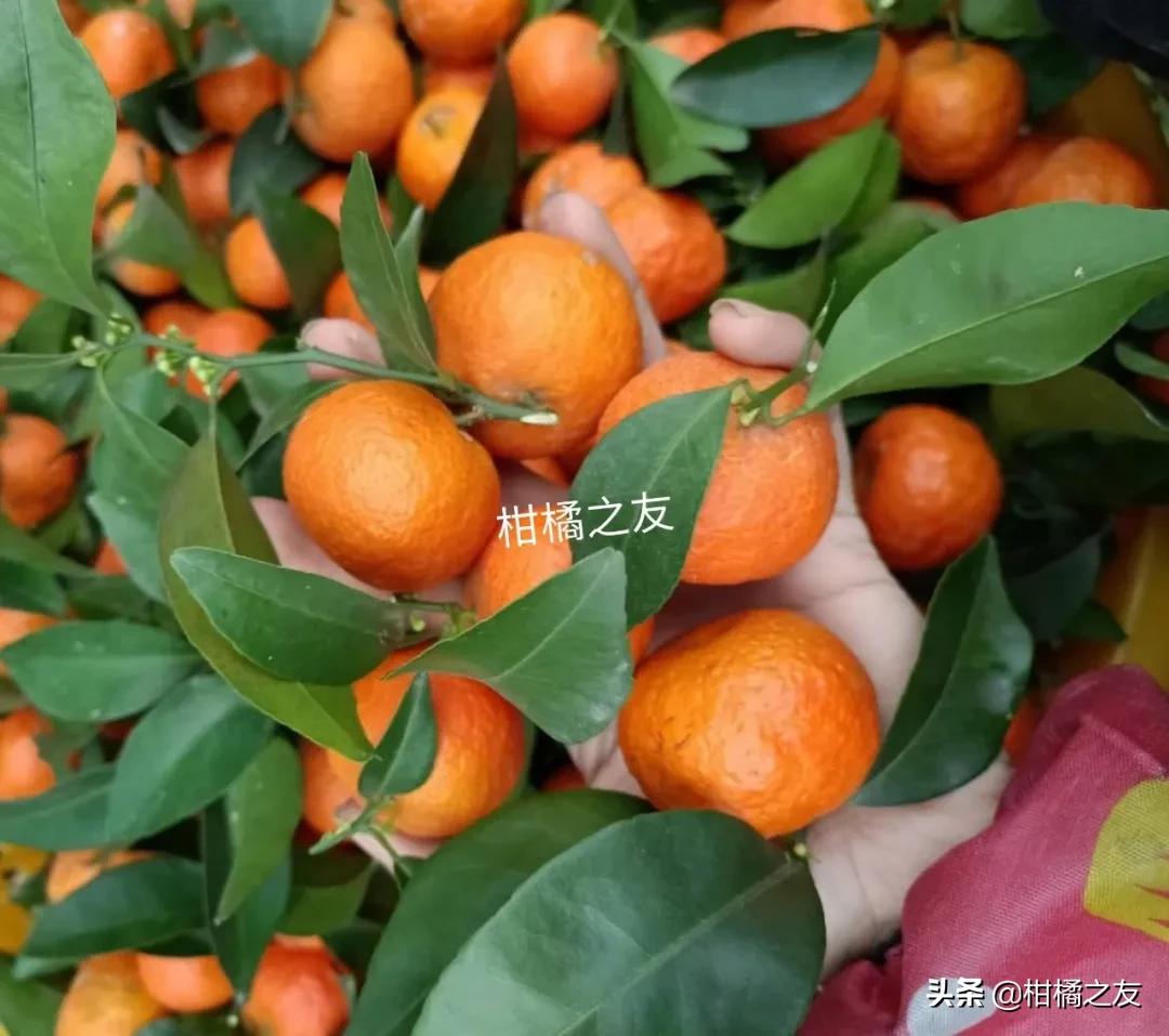 沙糖桔最新动态与资讯🍊