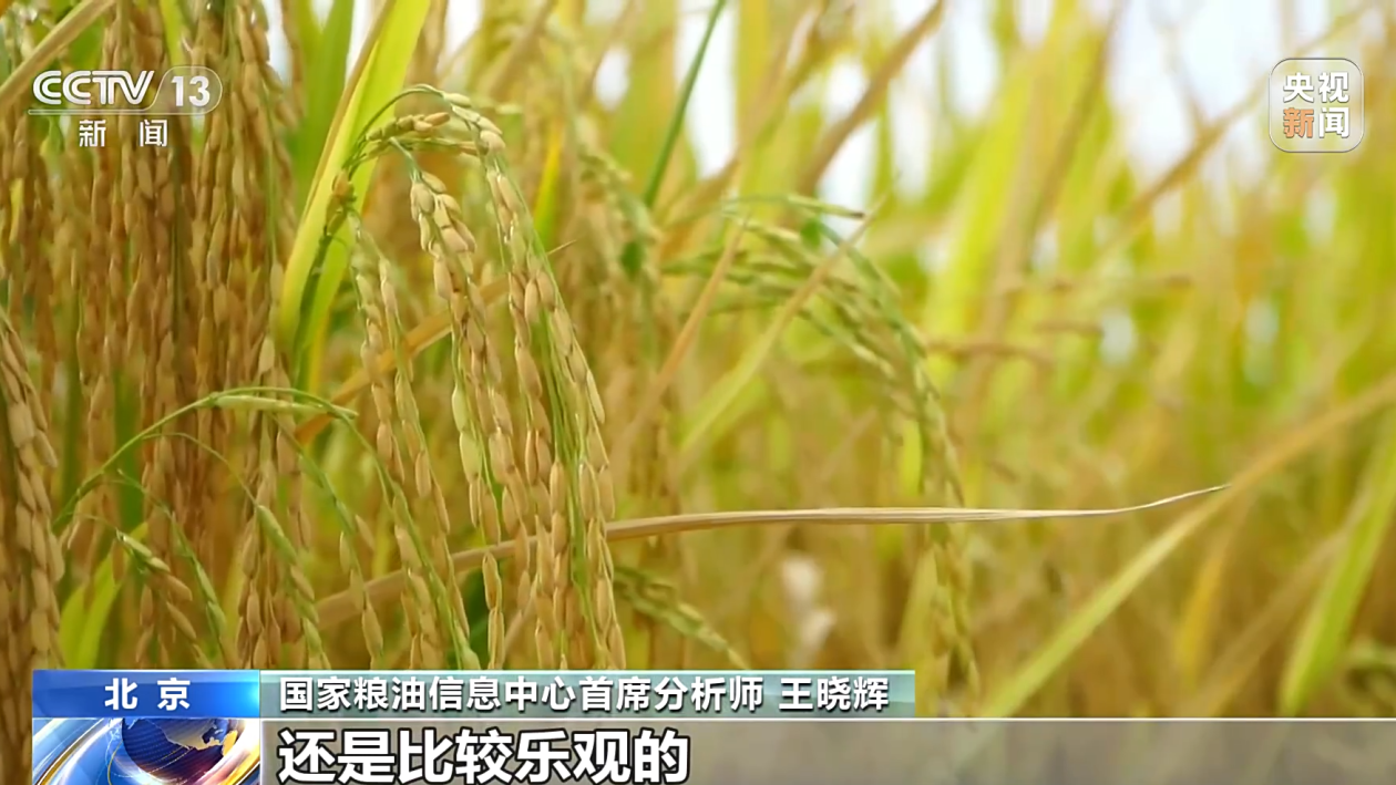 小麦今日最新价格，全球市场的波动与时代的印记同步更新