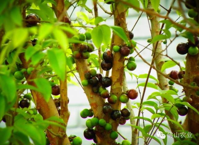 芭乐最新章节探索与解析大全