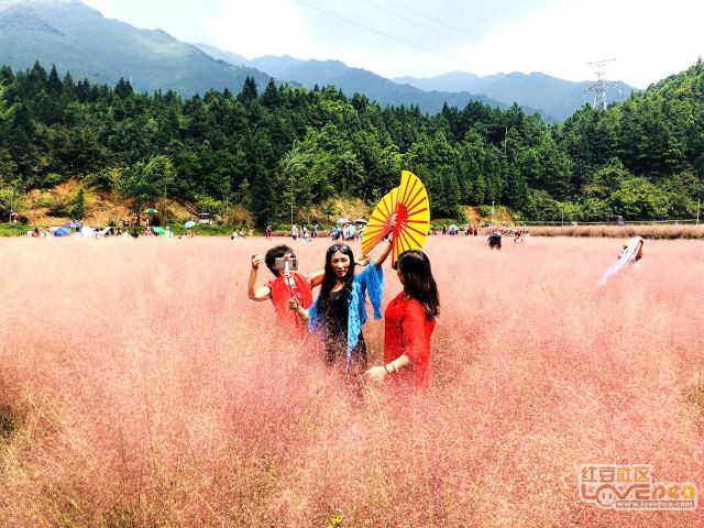 草留最新，人生如绿草常新