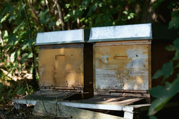 探索小巷中的隐藏宝藏,最新qx模块与别具一格的特色小店