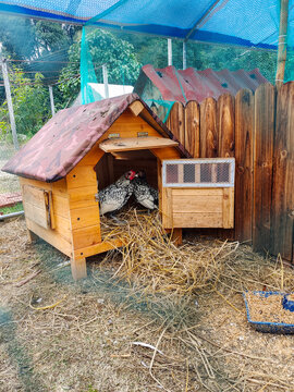 吴中鸡窝最新探索之旅,自然美景的迷人之旅