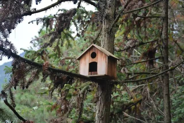 吴中鸡窝最新探索之旅,自然美景的迷人之旅