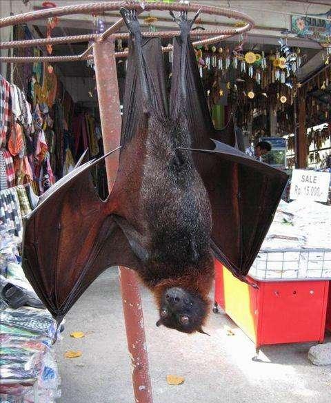 蝙蝠最新消息,蝙蝠最新消息,小巷深处的神秘小店探秘