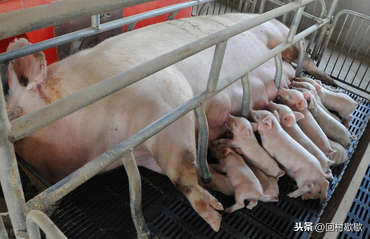 生猪价最新走势分析,背景、影响与地位揭秘