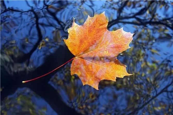 秋日暖阳,最新秋叶下的温馨日常