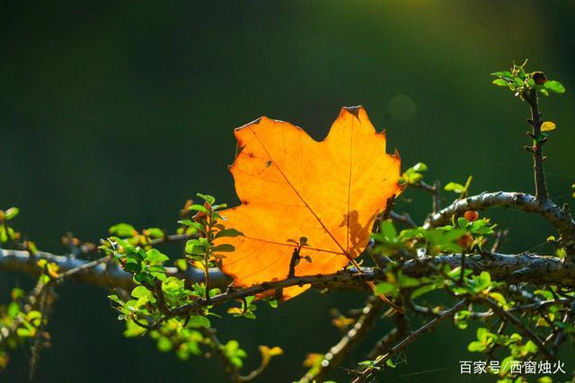 秋日暖阳,最新秋叶下的温馨日常