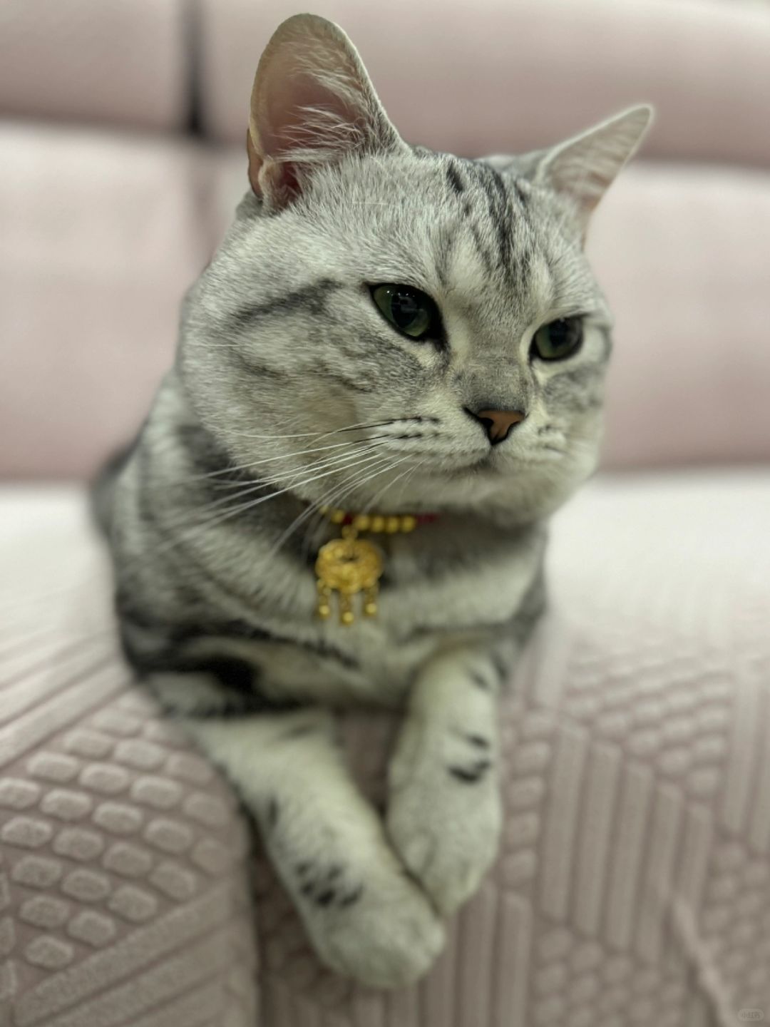 金银猫最新动态揭秘🌟