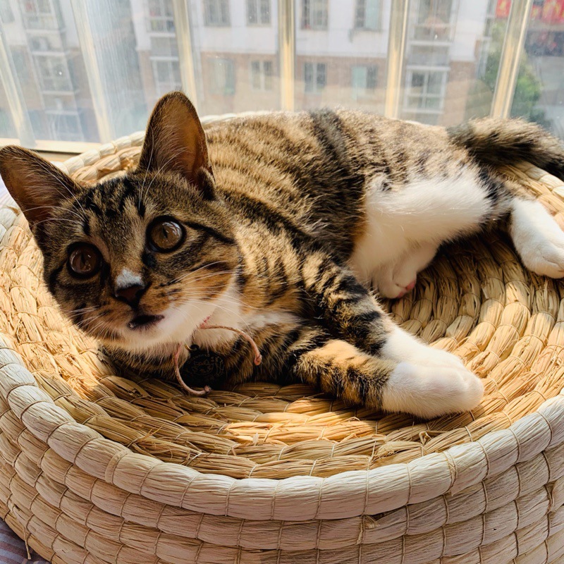 金银猫最新动态揭秘🌟