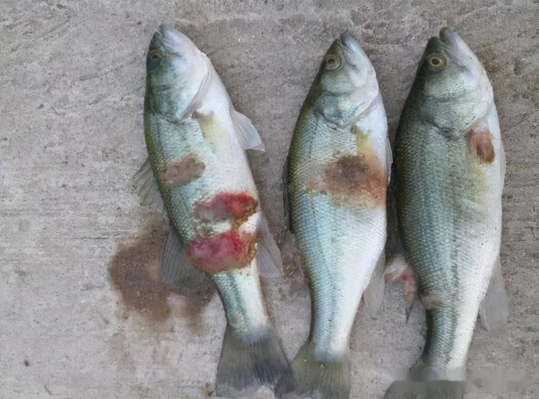 金鲳鱼价格解析,购买指南与影响因素分析