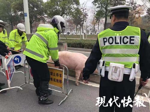 盐城今日生猪价格行情变化,学习铸就自信与成就之路