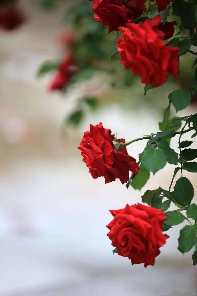 明星斑秃背后的秘密探寻