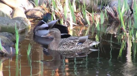 从鸭舍到梦想,励志鸭类视频大放送