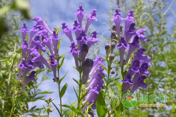 黄芩最新价格揭秘,最新行情大揭秘🌿💥