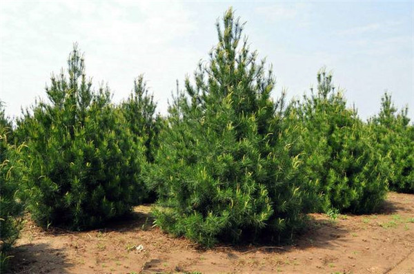 白皮松最新价格,市场走势及选购指南全解析