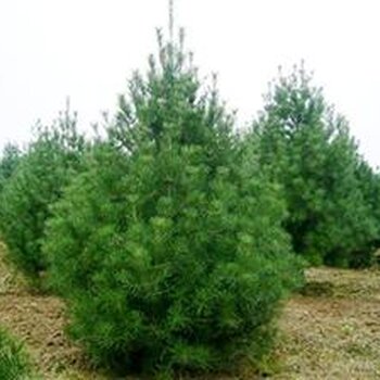 白皮松最新价格,市场走势及选购指南全解析