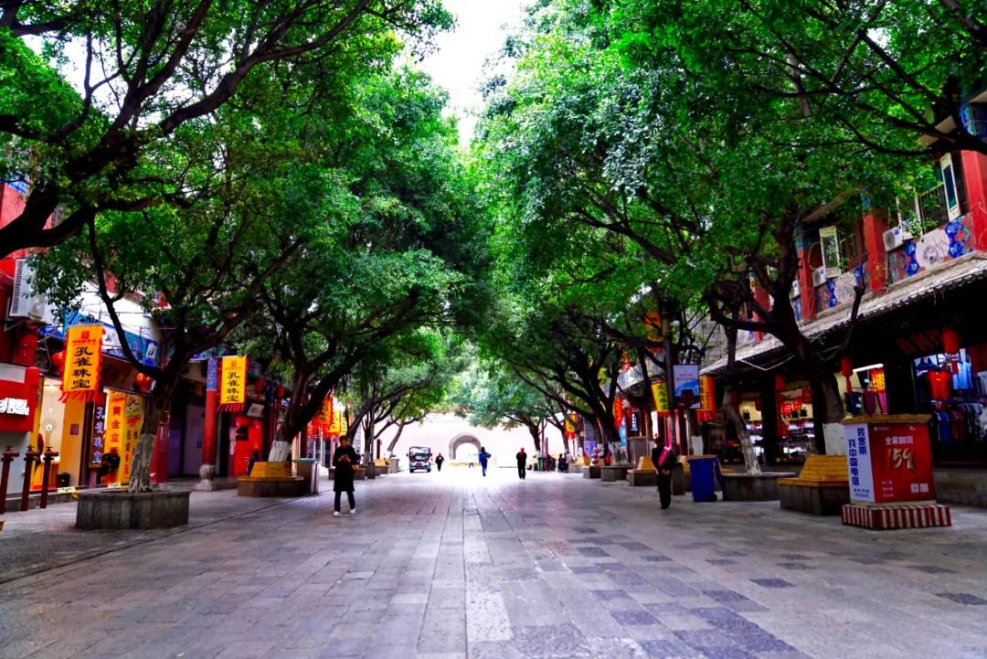 最新动物世界探索,巷弄深处的奇特小店