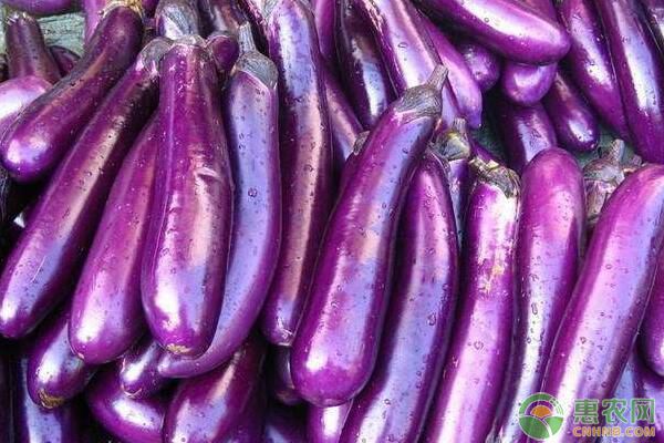 茄子价格最新行情走势分析与预测📈