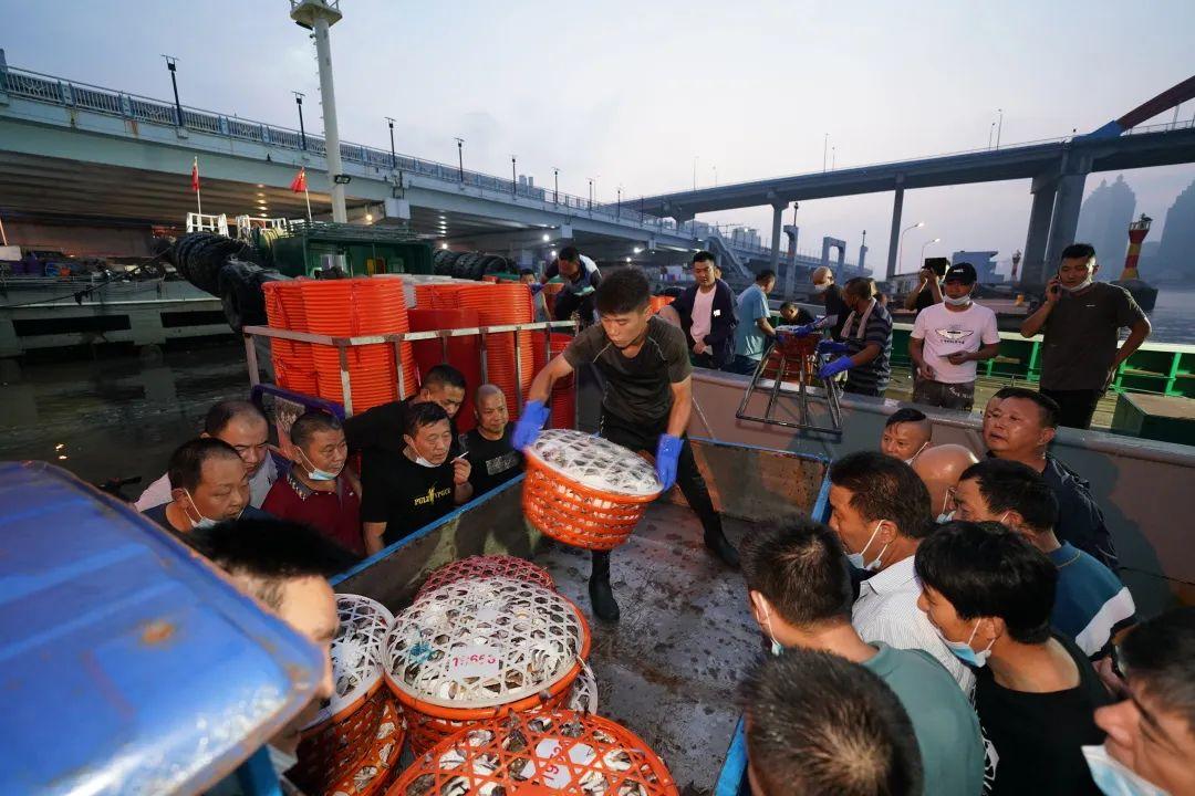 梭子蟹最新价格行情,科技与生活的紧密连结