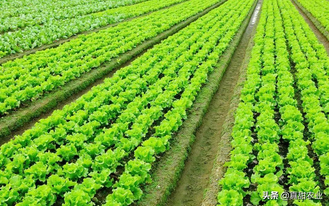 尖椒价格行情更新,最新市场动态及趋势分析🌶️