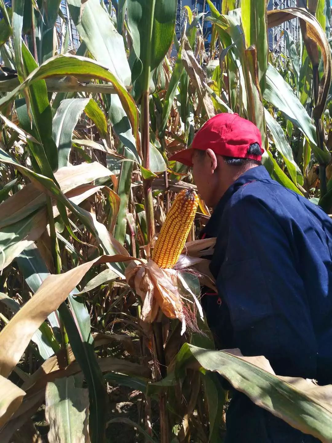 辽宁玉米最新价格,与自然美景的邂逅之旅,探寻内心平静与喜悦的旅程