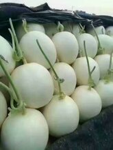 香瓜价格最新行情及分析概述