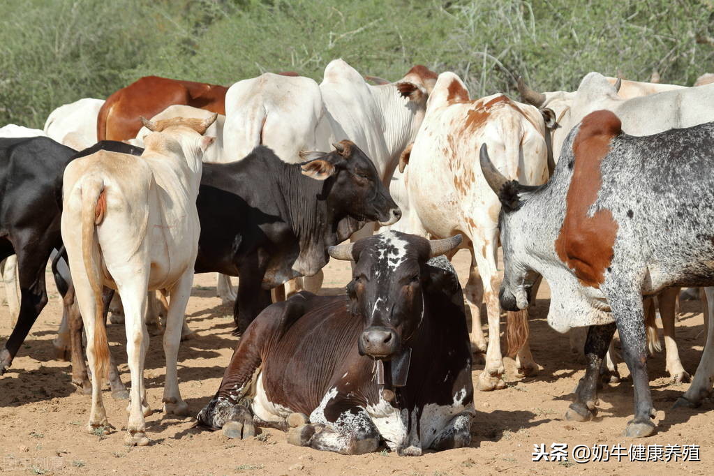 最新牛的价格揭秘与行情分析🐄