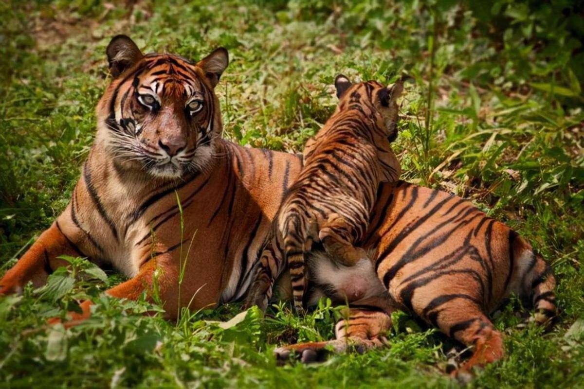 华南虎最新动态,虎虎生威的日常趣事