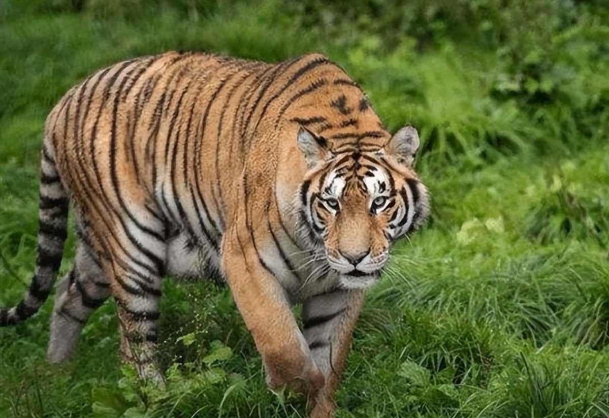 华南虎最新动态,虎虎生威的日常趣事