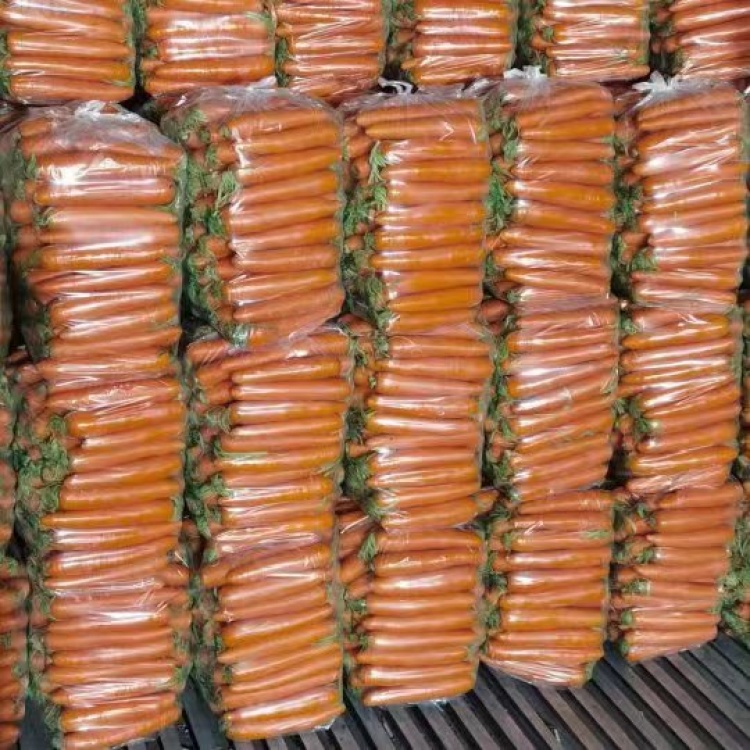 胡萝卜最新价格行情及市场走势深度解析