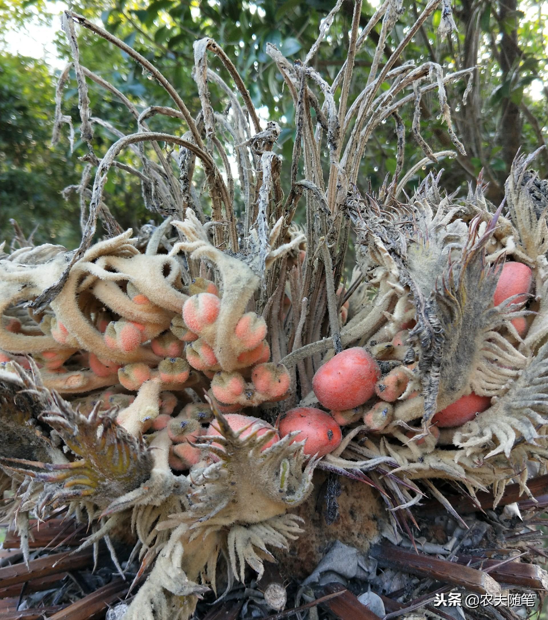 苗圃最新电视剧,变化中的学习,自信与成就感的源泉之路