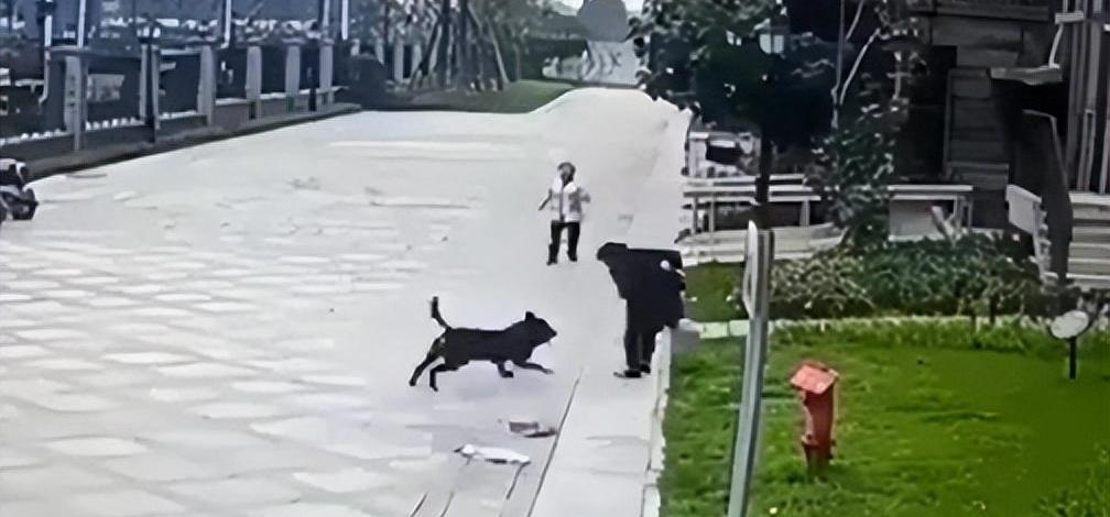 最新狗咬人视频事件,深度分析与观点阐述