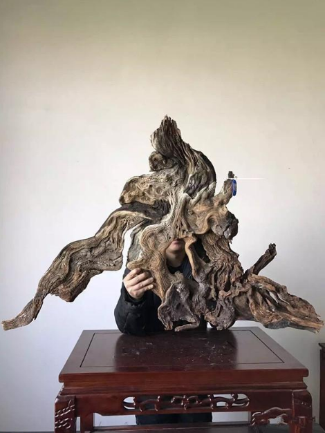 崖柏科技新品震撼发布,改变生活的崖柏最新消息!