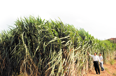 长沙跳马探索之旅,自然美景与心灵宁静的最新篇章