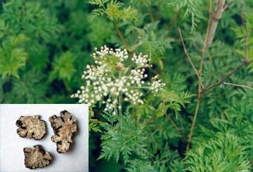 四川敖平川芎最新价格,友情与陪伴的温馨故事开启