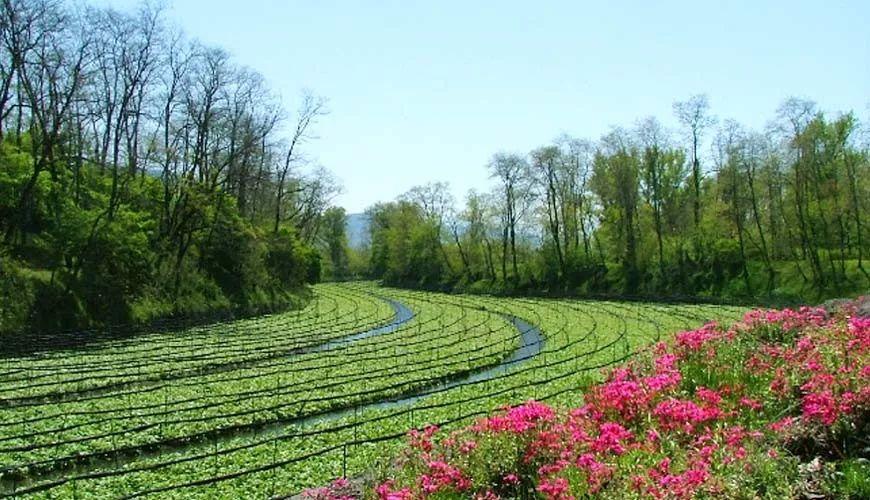 石家庄东京北最新动态,温馨日常趣事分享